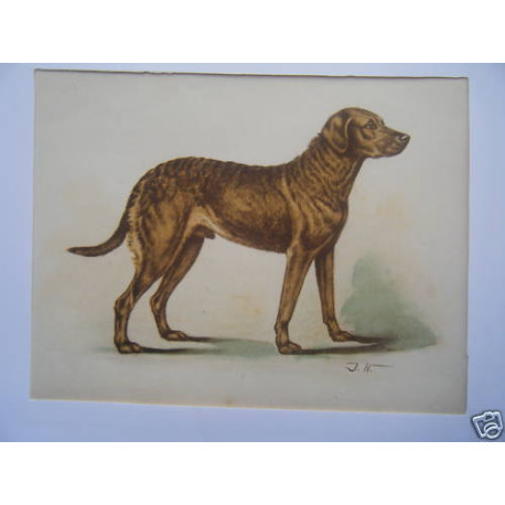 GRAVURE EN COULEUR 19ème UN CHIEN