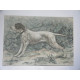 GRAVURE AQUARELLEE DE MASSON CHIEN LICE POINTER